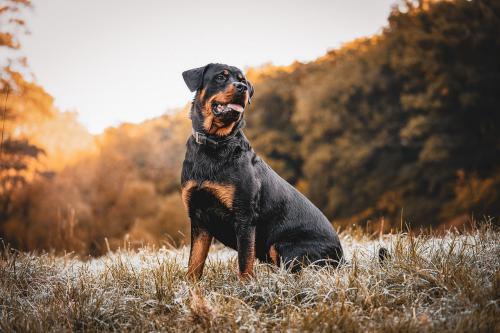 Rottweiler-tilalom Svájcban, Zürich kantonban